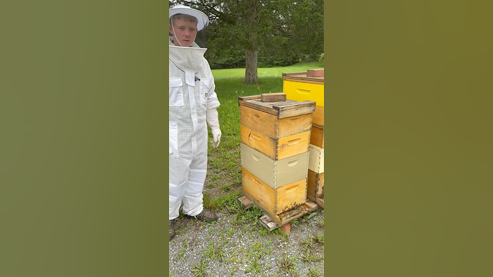 Rise and Shine! Checking the honey bees this morning. #bees #honeybee #farming #shorts