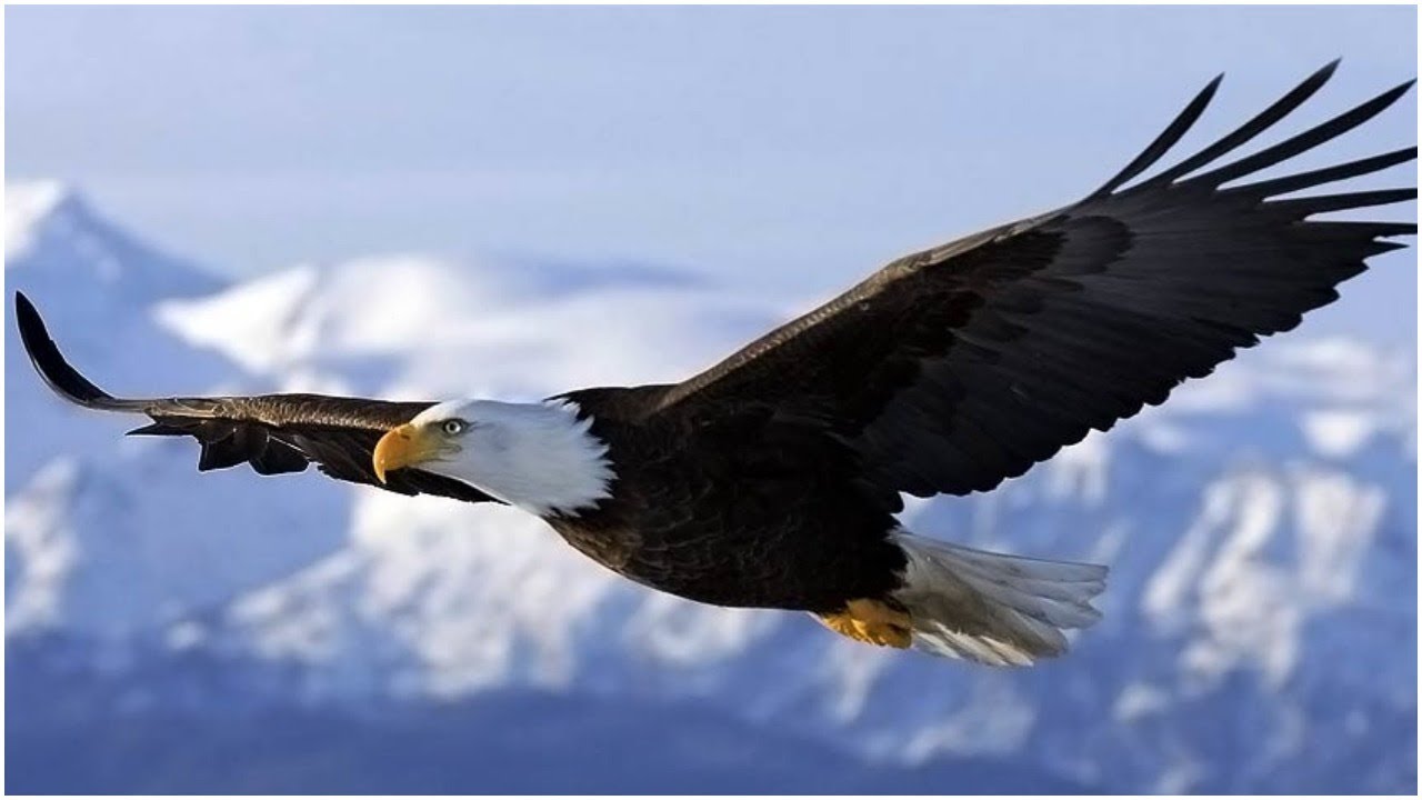 Top 10 Fastest Birds In The World - YouTube
