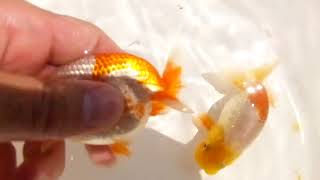 DSCF9021