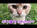 【捨て猫保護】首輪の跡がはっきりと付いたガリガリの茶トラ猫が再び幸せになるまで