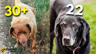 Why Some Dogs Live Longer Than Others? HERE'S THE SECRET! by Pawsome Facts 347 views 1 year ago 5 minutes, 55 seconds