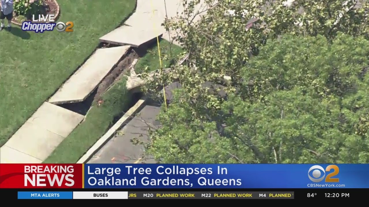 Large Tree Falls In Oakland Gardens, Queens