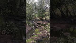 Enjoying The Melodic Flow Of A Jungle Creek