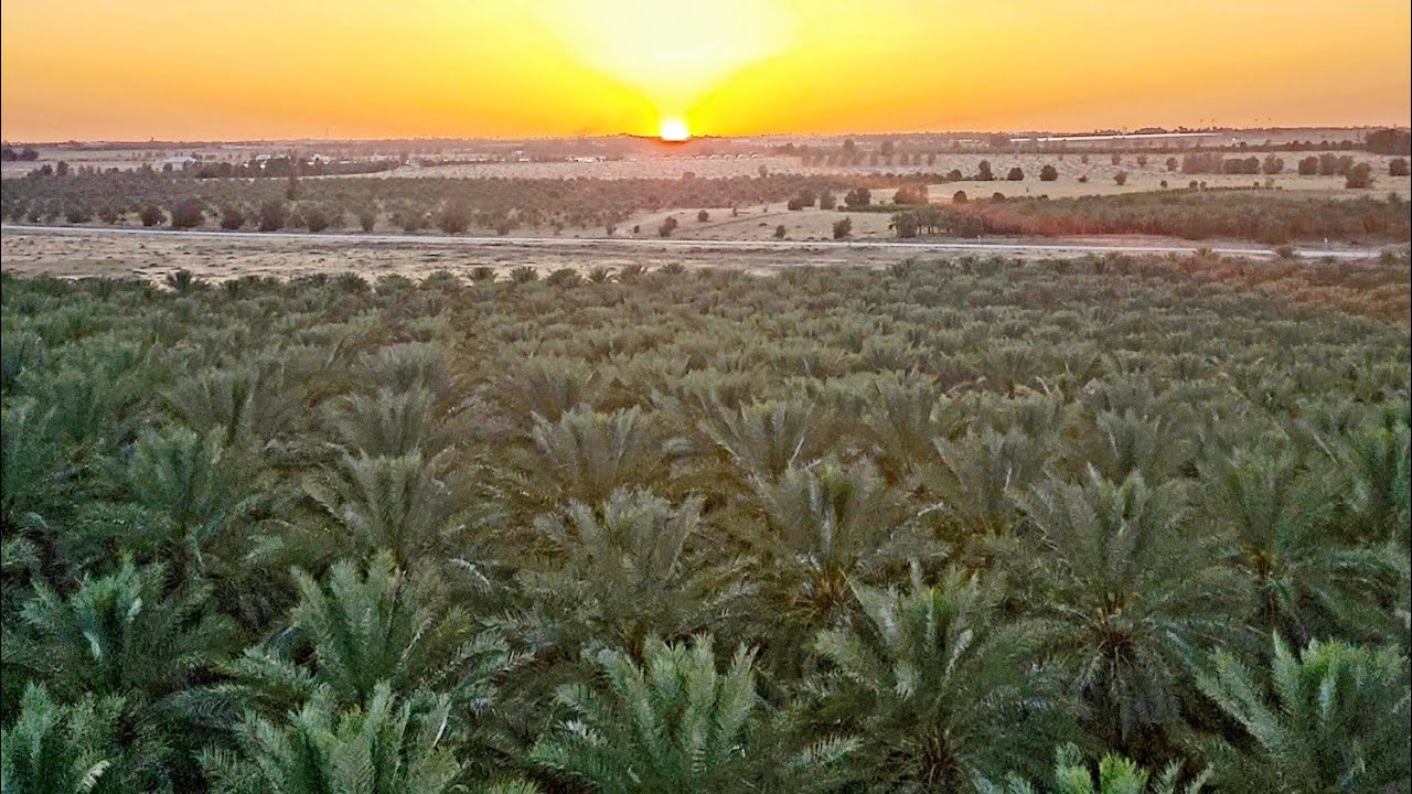 رعاية النخيل وثمارها (1)