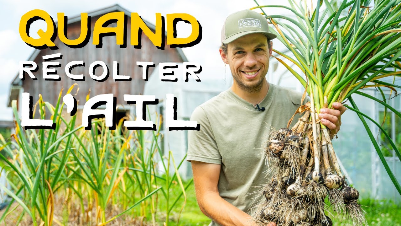 QUAND récolter votre ail pour une CONSERVATION longue ? 🧄
