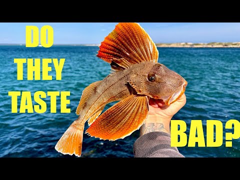 Bycatch No One Wants | Sea Robin Catch Clean Cook | Jetty Fishing