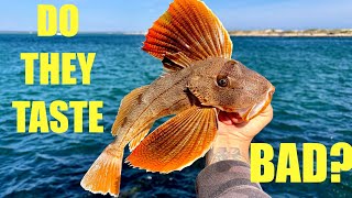 Bycatch No One Wants | Sea Robin Catch Clean Cook | Jetty Fishing