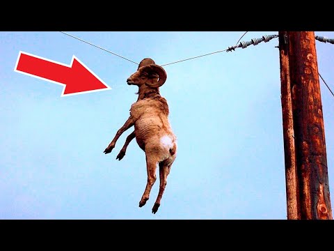 Посмотрите, что Бывает, Когда Животные Просят Помощи у Людей