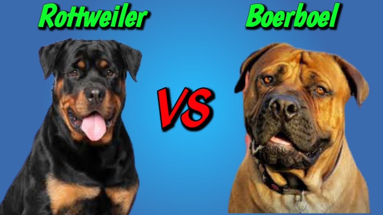 African boerboel mix puppies for sale greenfield puppies. 