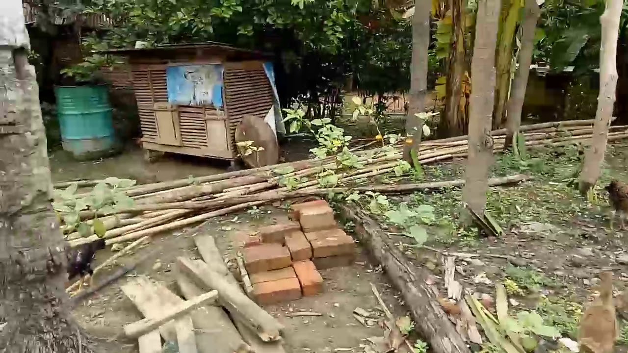 CARA MENGOBATI AYAM YANG SAKIT 