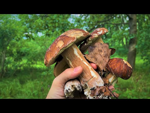 Видео: ЗАЙШОВ В ДУБИ А ВОНИ ТАМ МЕНЕ ЧЕКАЮТЬ!!! ПОЧАЛОСЬ! БІЛІ ГРИБИ 2023