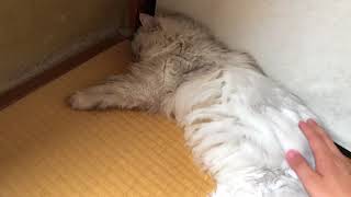 【がみの日常002】ペットの紹介。
