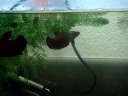 breeding bettas (spawn log #2)