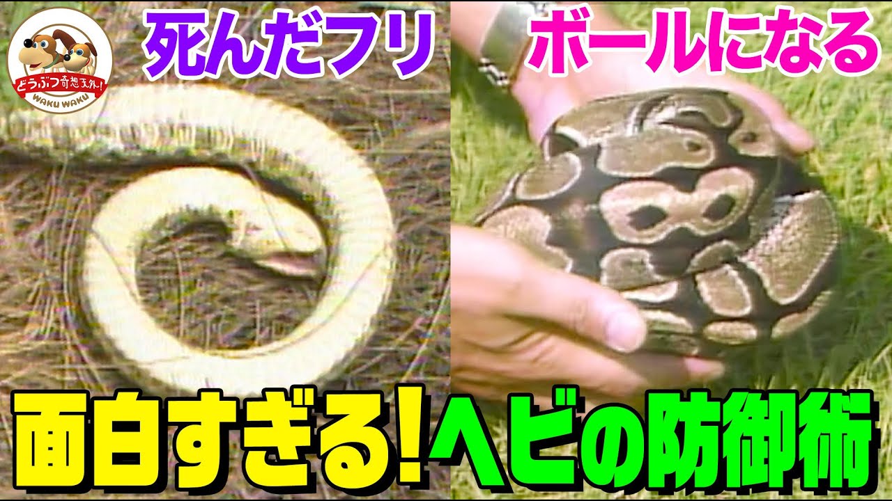 毒蛇(どくへび) (続) A rare snake preying scene] Snakes are ferocious! They're