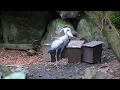 飼育係り氏を慕うビル様@伊豆シャボテン動物公園のハシビロコウ