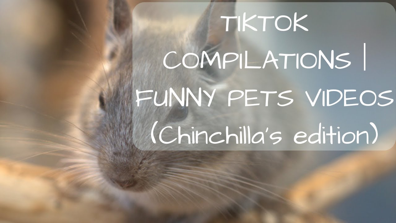 TIKTOK COMPILATIONS FUNNY PETS VIDEOS (Chinchilla’s edition) YouTube