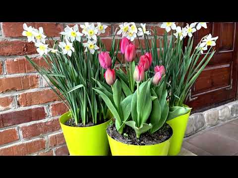 Видео: Как ухаживать за тюльпанами в горшках зимой