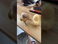 This parrot really enjoys interacting with this toy duck. #birds #parrot #parrots #pets #shorts
