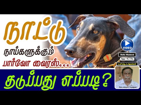 நாய்களை தாக்கும் பார்வோ வைரஸ் | தடுக்கும் முறைகள் | Parvovirus vaccine | Hello Madurai