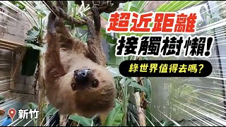 超近距離看樹懶新竹綠世界值得去嗎【狸貓】