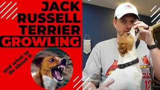 Jack Russell Terrier Growling: Why JRT's Growl and What To Do About It #jackrussellterrier #jrt by Terrier Owner 8,409 views 1 year ago 7 minutes, 4 seconds