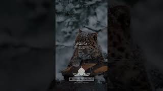 Surah Luqman | Verse 11 | Mansour AlSalmy