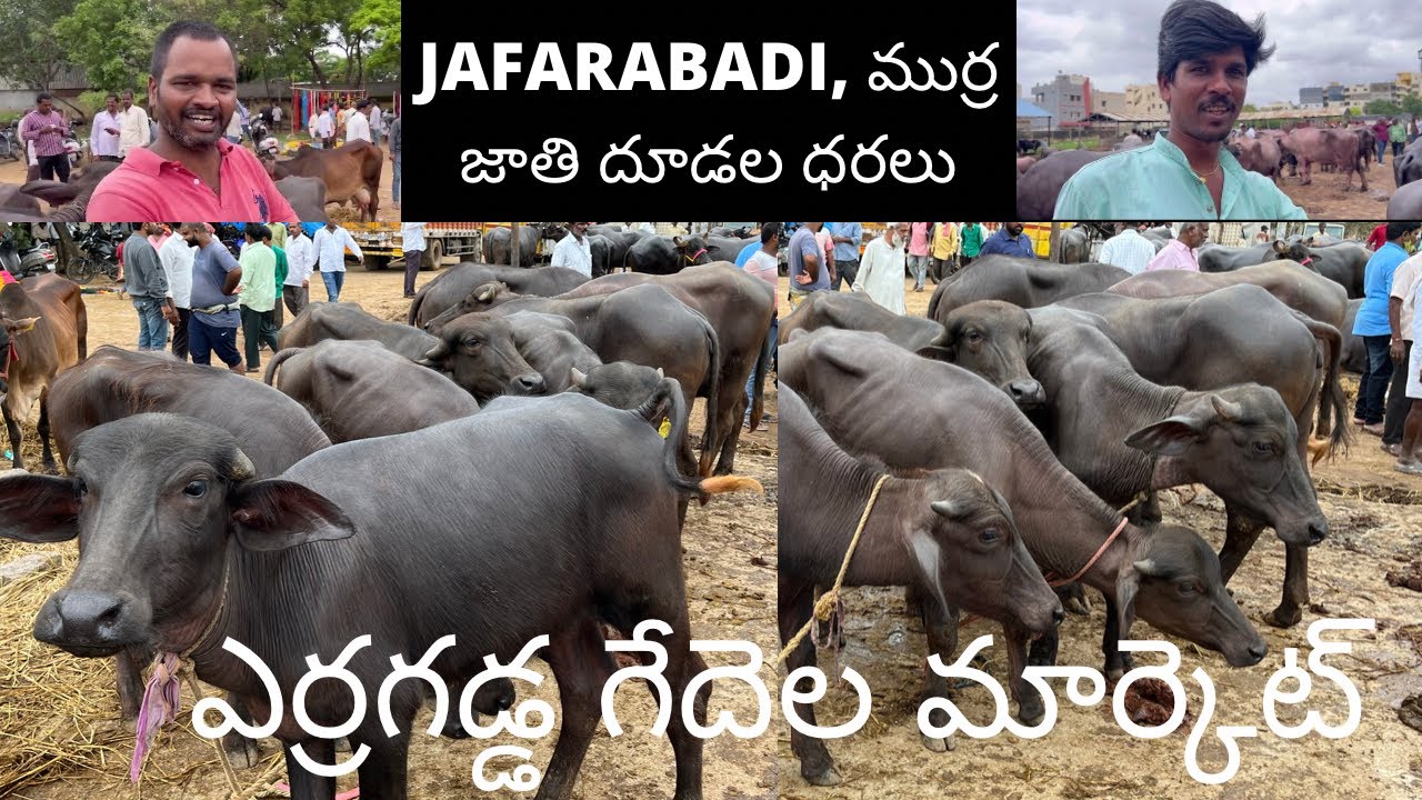 ఎర్రగడ్డ గేదెల మార్కెట్ ERRAGADDA BUFFALO MARKET Part 2 |17-7-2022|ERRAGADDA SUNDAY MARKET