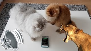 Cats React To ANIMAL SOUNDS