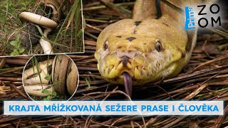 Krajta mřížkovaná sežere prase i člověka. Podívejte se, jak obětem způsobí přetlak v mozku