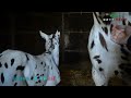 杜このみ   達者でナ 可愛的馬 DL1