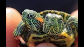 Top 5 Rare Two-Headed Animals - Top 10 Facts