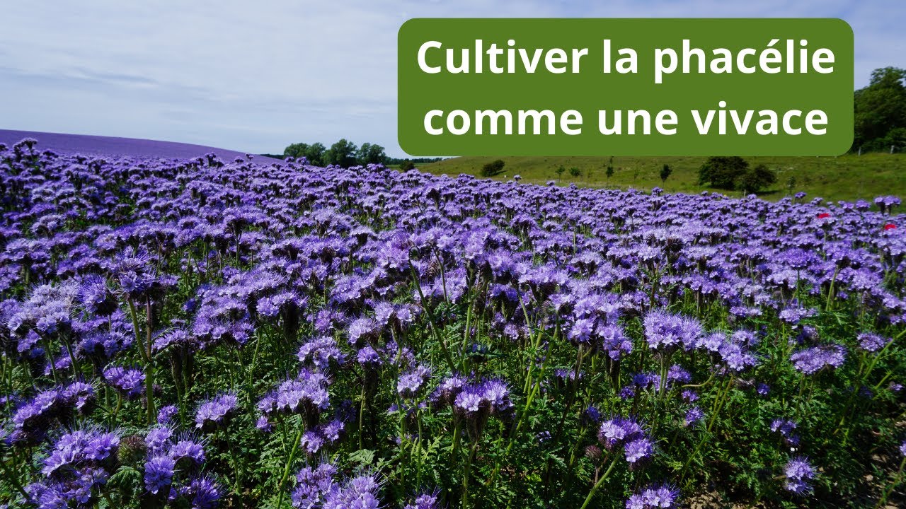 Comment cultiver la phacélie plusieurs années de suite.
