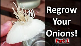 Regrow Onions From Another Onion...Need Proof? - Vlog Part 1 of 5