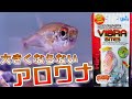 【導入】7cmまでにしかならないアロワナじゃ！ペルビアンアロワナテトラ。痩せを解消するためにキョーリン、バイブラバイツを与えてみた【ふぶきテトラ】