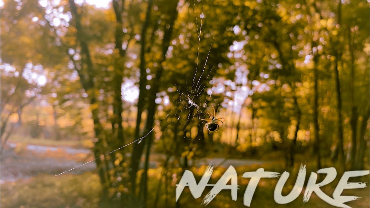 Forest Cinematic Video | B Roll cinematic Video |2022