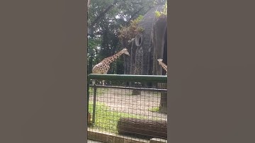 melihat jerapah di ragunan jakarta