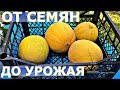 КАК ВЫРАЩИВАТЬ ДЫНЮ В ПОДМОСКОВЬЕ?