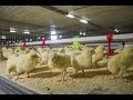 Automated harvesting. Cage Systems for broilers growing