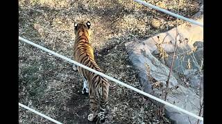 Meet the NEW TIGER at the Como Park Zoo!