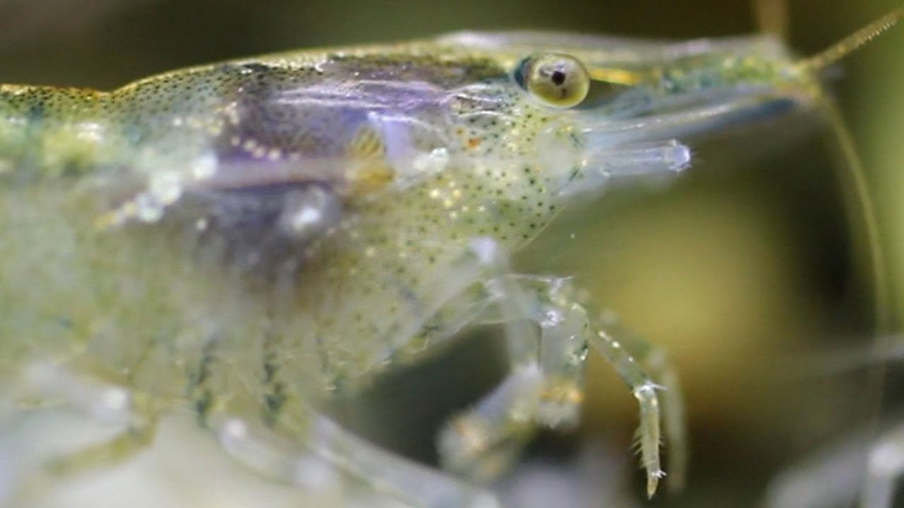 Hd ミナミヌマエビ稚エビ孵化の瞬間 Neocaridina Shrimp Hatching Youtube