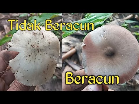 Video: Cendawan beracun Galerina pinggir. ciri-ciri