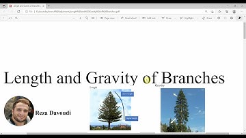 Branches adjustment in SpeedTree