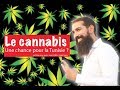          le cannabis une chance pour la tunisie