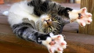 Приколы про кошек 2015 видео Драки котов! Это надо видеть! Приколы про кошек 2015 видео Драки котов! Это надо видеть!