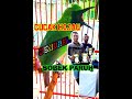 Cucak Hijau Si Jendral Sobek Paruh Mp3 - Mp4 Download