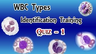 WBC Identification Training  Quiz  ( Part 1\/3 )