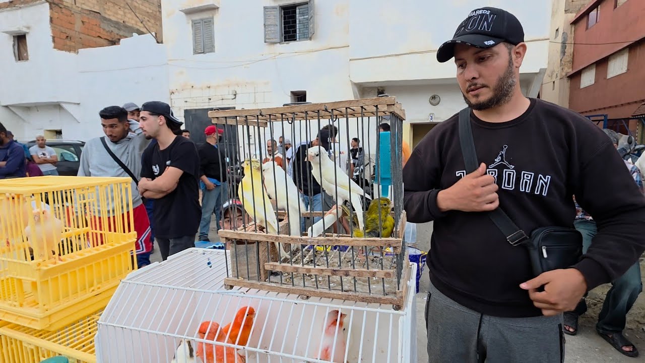 جديد سوق صالحين لطيور بمدينة سلا دوار  يوم الأحد أثمنة طيور زينة و مغردة #birds 