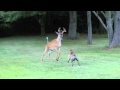 Bosco versus deer