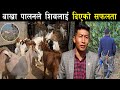 बोयर बाख्रा पालन र सफलता कुरा ! - Boer goat farming in Nepal - Shiva Kumar Ale