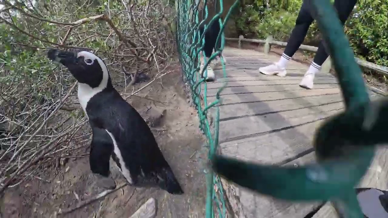 🐧 Boulders Beach: incontro ravvicinato con i pinguini africani